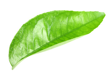 Image showing Green leaf of citrus-tree