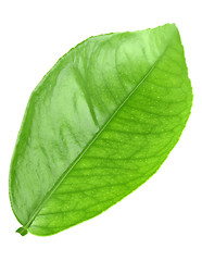 Image showing Green leaf of citrus-tree