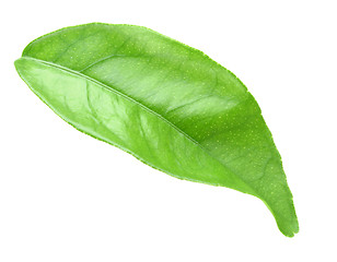 Image showing Green leaf of citrus-tree