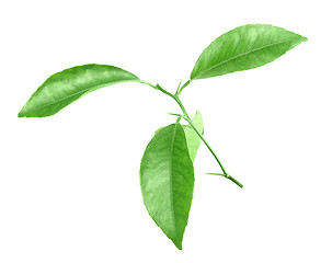 Image showing Branch of citrus-tree