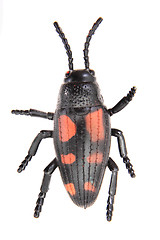 Image showing plastic beetle toy (bug)