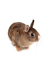Image showing small home bunny 