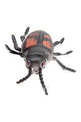 Image showing plastic beetle toy (bug)