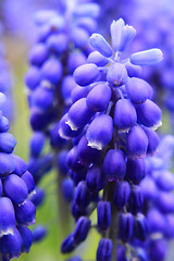 Image showing detail of blue grape hyacinth