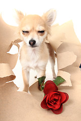 Image showing valentine pet - chihuahua with red rose 