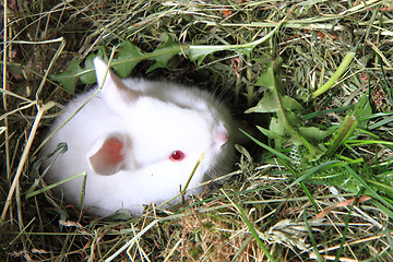 Image showing small white bunny 