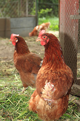 Image showing chickens from small czech farm 