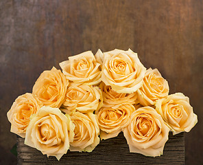 Image showing  beautiful rose