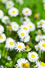 Image showing chamomile flowers field