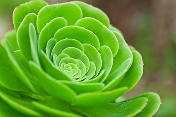 Image showing succulent plant