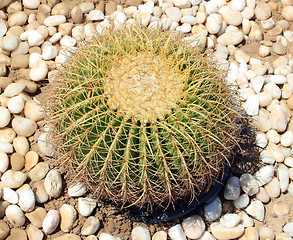 Image showing green cactus