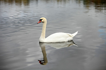 Image showing  swan screamer