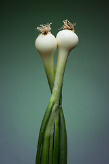 Image showing Onion