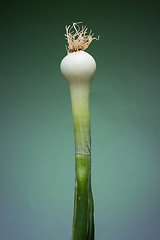 Image showing Onion