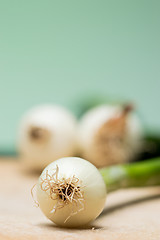 Image showing Onion