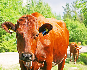 Image showing curious cow