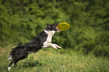 Image showing border collie