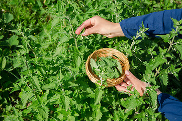 Image showing herbalist girl hand pick balm mint herb plant 