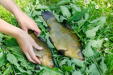 Image showing hand puts on nettle big shiny tench fishes 