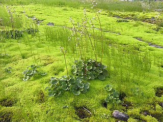 Image showing Mossy swamp