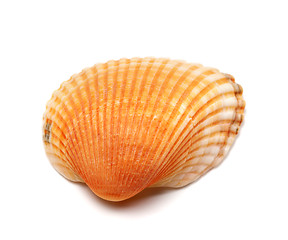 Image showing Seashell isolated on white background