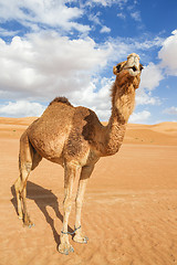 Image showing Camel in Wahiba Oman