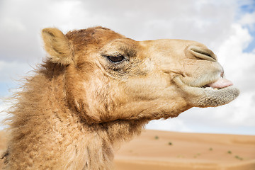 Image showing Camel in Wahiba Oman