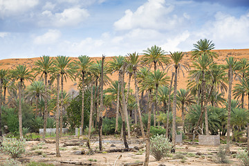 Image showing Oasis Al Haway Oman