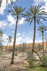 Image showing Oasis Al Haway Oman