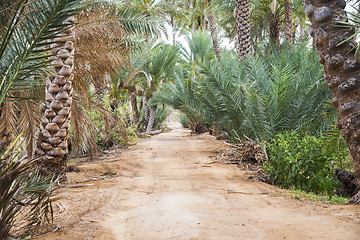 Image showing Oasis Al Haway Oman