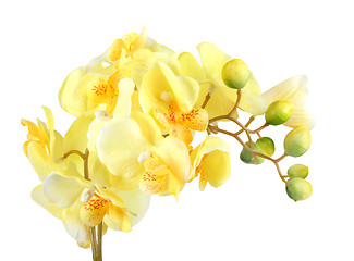 Image showing Flowers of yellow orchid
