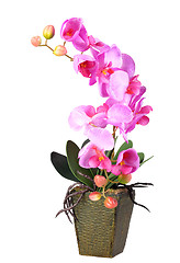 Image showing Flowers of pink orchid