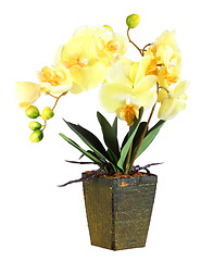 Image showing Flowers of yellow orchid