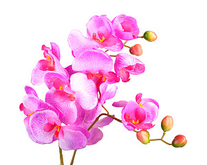 Image showing Flowers of pink orchid