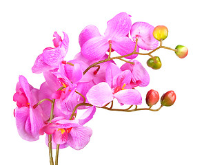 Image showing Flowers of pink orchid