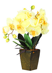 Image showing Flowers of yellow orchid