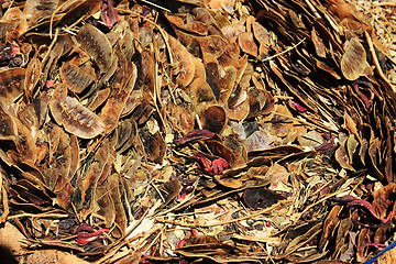 Image showing Spices and herbs on market