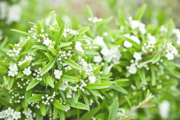 Image showing blossoming tree brunch with white flowers