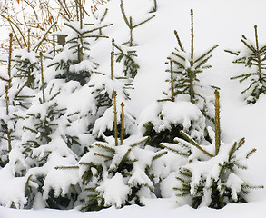 Image showing Young fir trees under the snow
