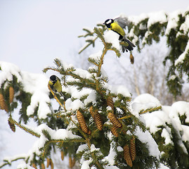 Image showing Titmouses on the fir