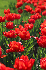 Image showing Beautiful red tulips