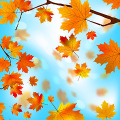 Image showing Autumn tree maple leaves against the blue EPS 8