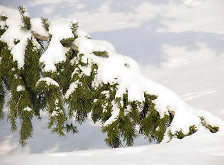 Image showing Branch of fir under the snow