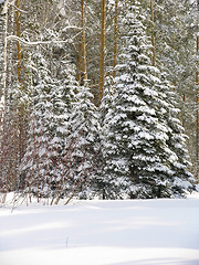 Image showing Fir trees under the snow