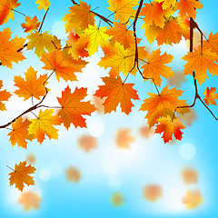 Image showing Red and yellow leaves against blue sky. EPS 8