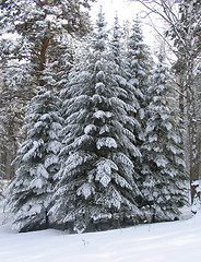 Image showing Fir trees under the snow