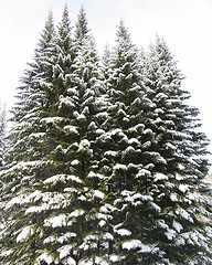 Image showing Fir trees under the snow