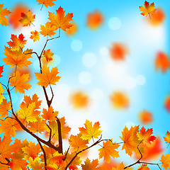Image showing Red and yellow leaves against blue sky. EPS 8