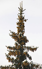 Image showing Top of fir tree with cones