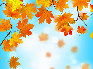 Image showing Red and yellow leaves against blue sky.EPS 8